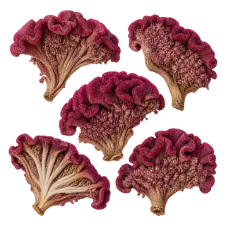 鸡冠花