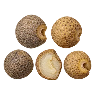 菟丝子