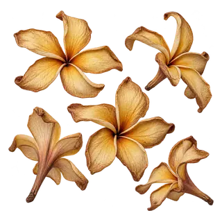 鸡蛋花