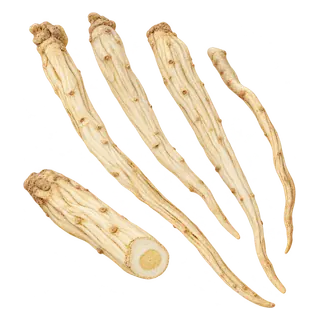 北沙参