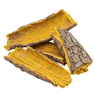 黄柏