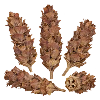 夏枯草